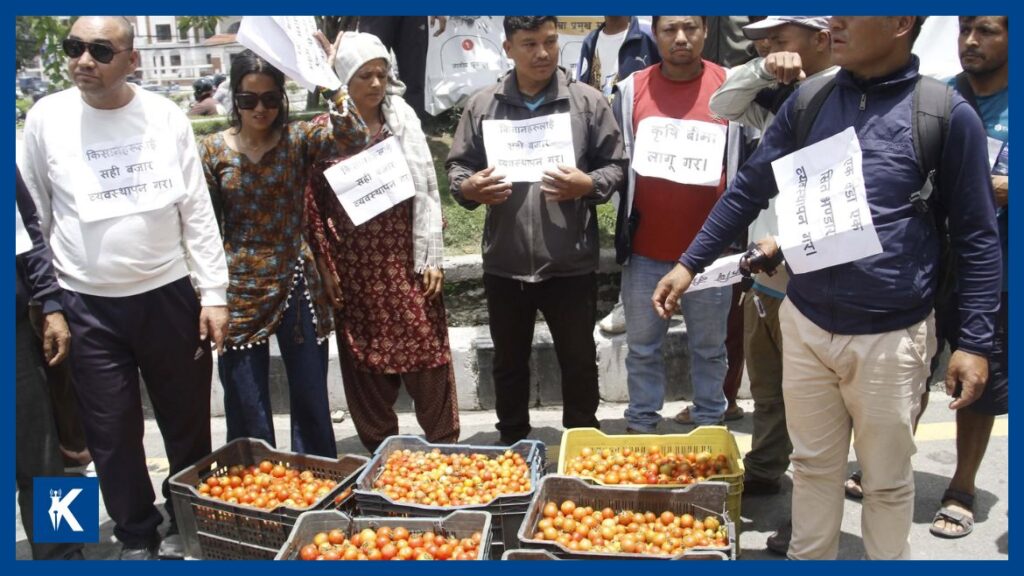 माइतीघरमा टमाटर फालेर किसानद्वारा सरकारविरुद्ध प्रदर्शन, लागत उठाउन नसकेपछि सडकमा उत्रिए किसान
