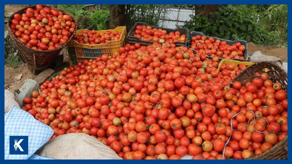 उपत्यकामा बढी भएको ५० टनभन्दा बढी गोलभेँडा अन्य जिल्लाका बजारमा पठाइयो