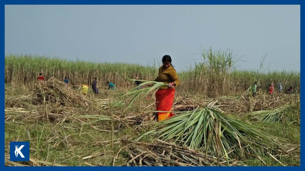 सरकारको १०० दिन: ६८ हजार उखु किसानको ९२ प्रतिशत भुक्तानी सम्पन्न भएको दाबी